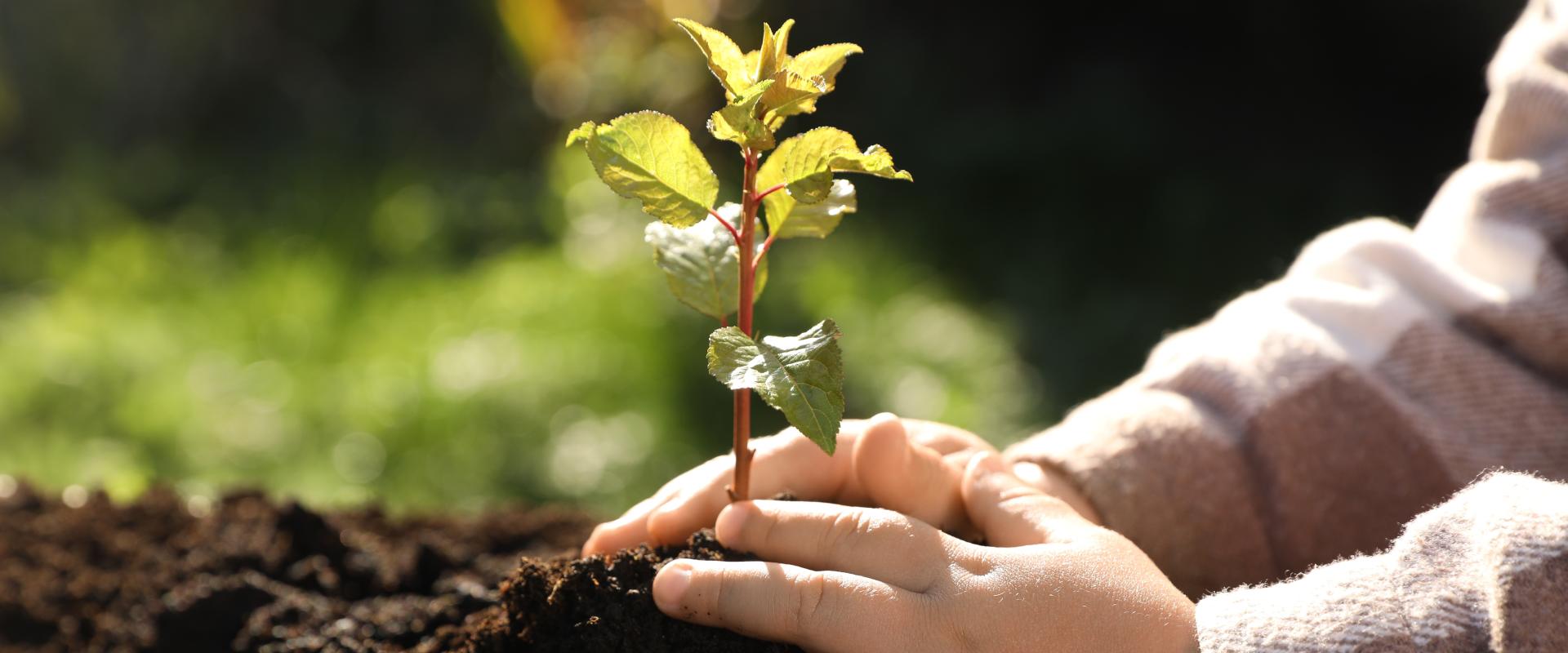 banner of A Few Simple Tips Can Help Improve Your Gardening Plans for Small Spaces (modgma)